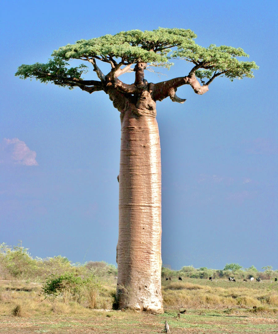 Rare Baobab tree Kalpvriksh choramlo Live Healthy Plant suitable for bonsai