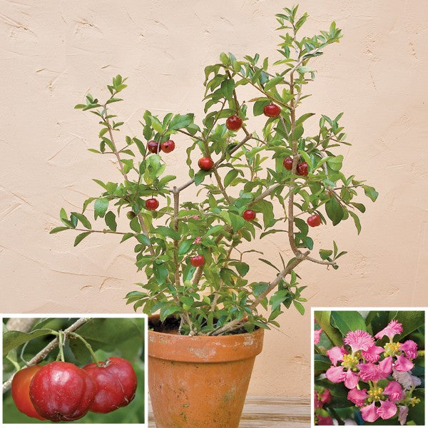 Live Barbadose Cherry Plant Suitable For Bonsai