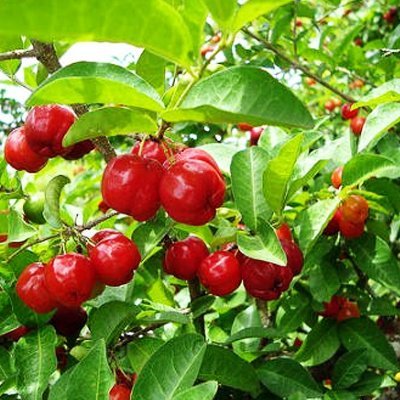 Live Barbadose Cherry Plant Suitable For Bonsai