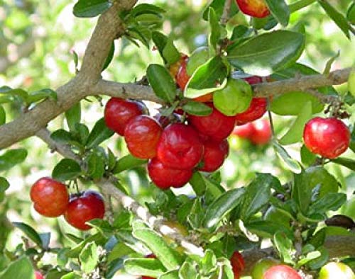 Live Barbadose Cherry Plant Suitable For Bonsai