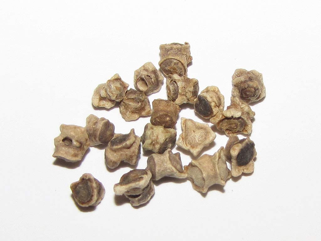 Beetroot Seeds