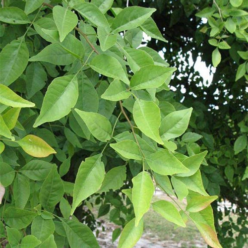 Green Paradise Bel Patra Aegle Marmelos Plant