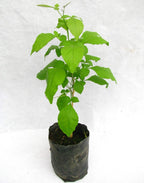 Green Paradise Bel Patra Aegle Marmelos Plant
