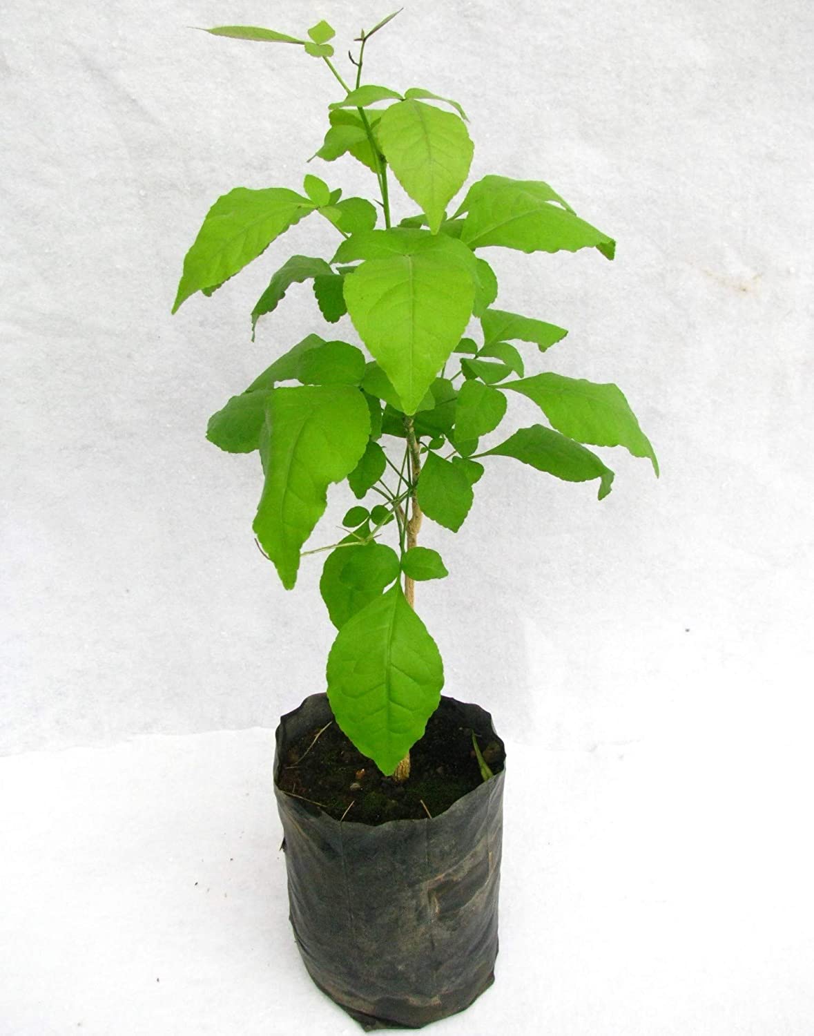 Green Paradise Bel Patra Aegle Marmelos Plant