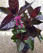 Black Earanthamum Plant With Pot