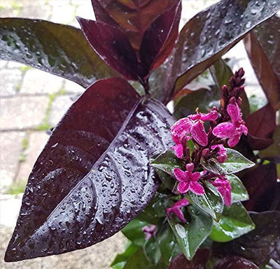 Black Earanthamum Plant With Pot