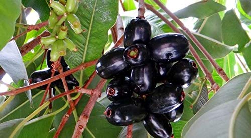 Live black plum Black Jamun Plant