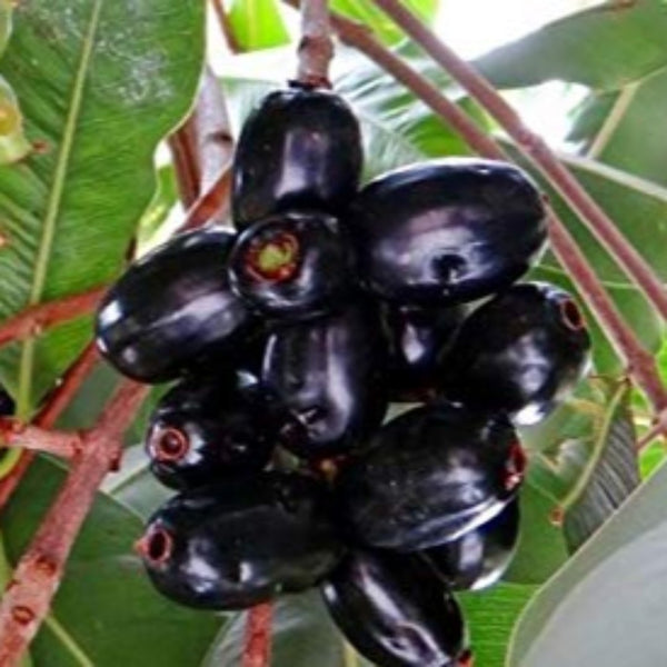 Live black plum Black Jamun Plant