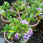 DESMODIUM Blue Braya Sapling Plant