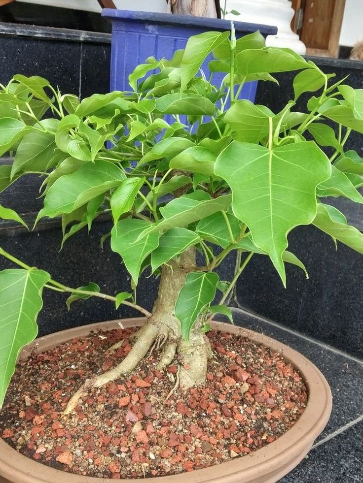 Rumphii Ficus Bodhi Ficus Saplling Plant