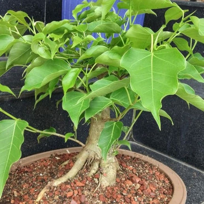 Rumphii Ficus Bodhi Ficus Saplling Plant