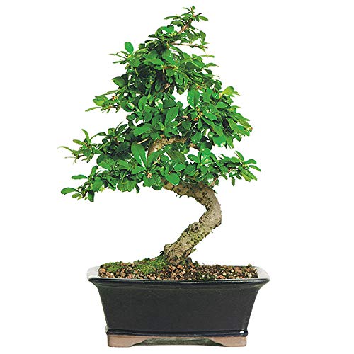 Bonsai Carmona 3 years old  Tree with Ceramic Pot