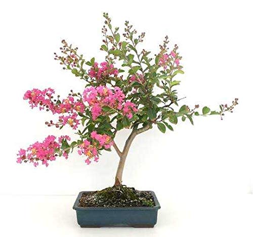 Live Bonsai Crepe Myrtle Lagerstroemia indica 6 years old bonsai with plastic bonsai pot