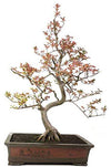 Live Bonsai Crepe Myrtle Lagerstroemia indica 6 years old bonsai with plastic bonsai pot