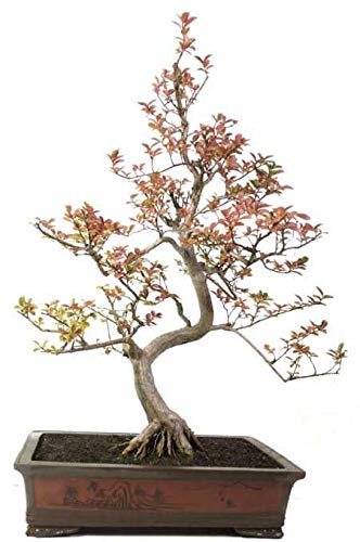 Live Bonsai Crepe Myrtle Lagerstroemia indica 6 years old bonsai with plastic bonsai pot