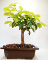 Ficus Lipstick Live Bonsai Tree With PLastic Bonsai Pot PIlkhan Ficus Bonsai tree