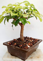 Ficus Lipstick Live Bonsai Tree With PLastic Bonsai Pot PIlkhan Ficus Bonsai tree