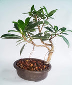 Bonsai Ficus Long Island Tree with Pot (Live Plant)