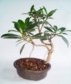 Bonsai Ficus Long Island Tree with Pot (Live Plant)
