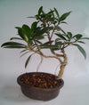 Bonsai Ficus Long Island Tree with Pot (Live Plant)