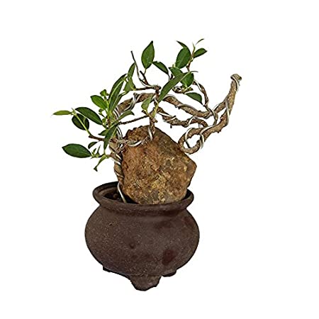 Bonsai Ficus Microcarpa Tigerbark Plant