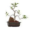 Bonsai Ficus Microcarpa Tree With Tray (Live Plant)