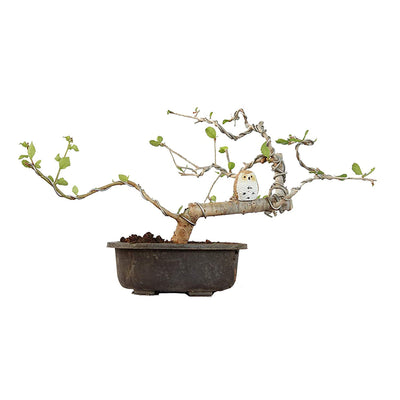 Bonsai Guggul aka Commiphora Wightii Healthy Plant
