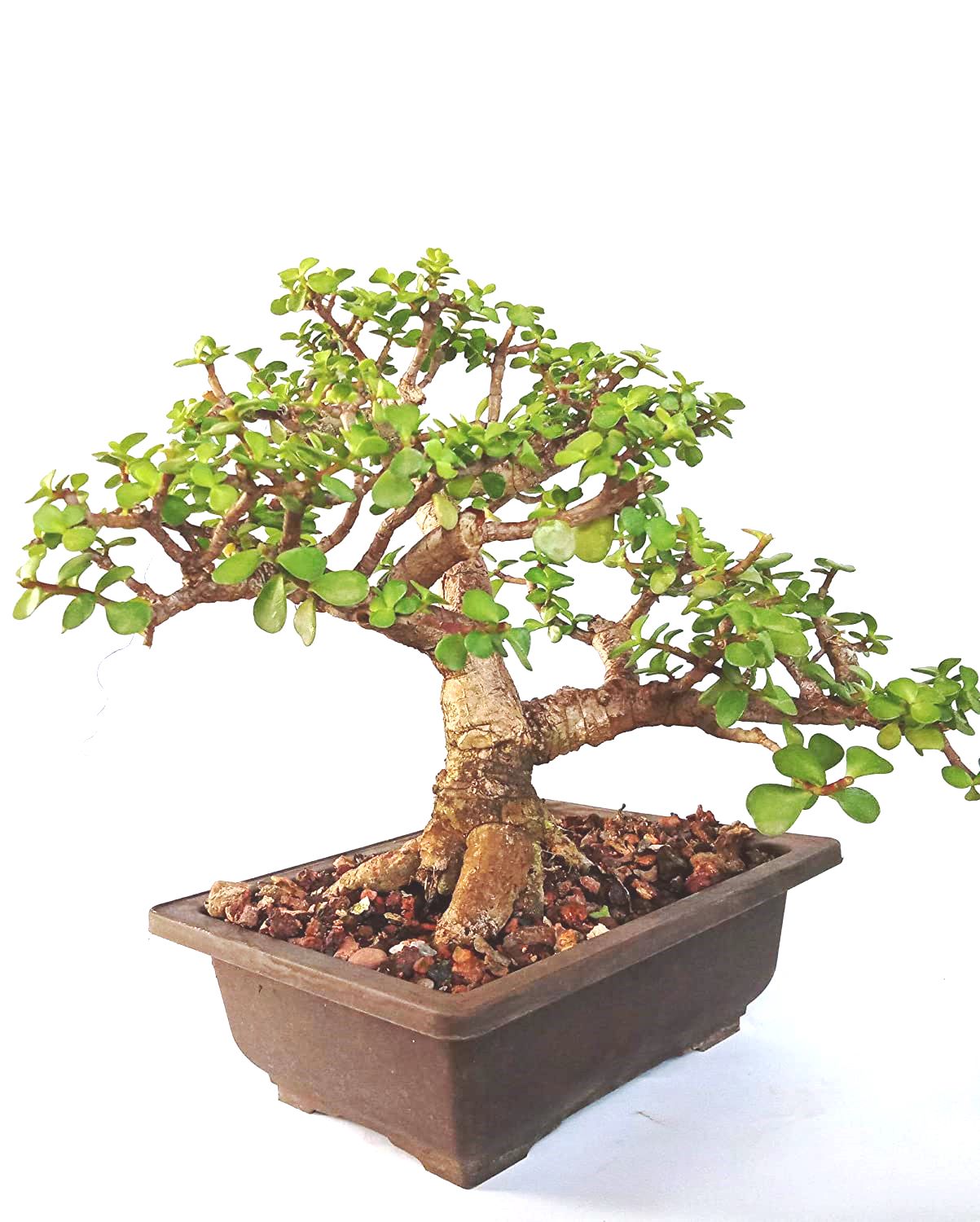 Green Paradise Bonsai Jade Goodluck Tree 6 years old With Pot