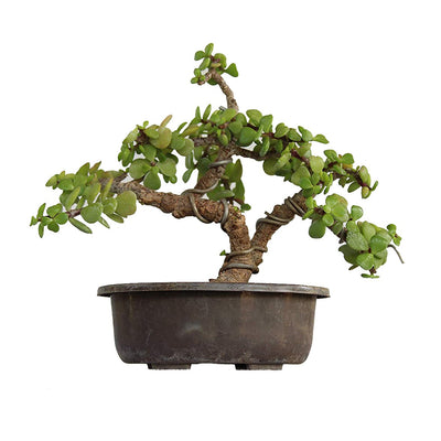 Green Paradise Bonsai Jade Goodluck Tree 2 years old With Pot (Live Plant)