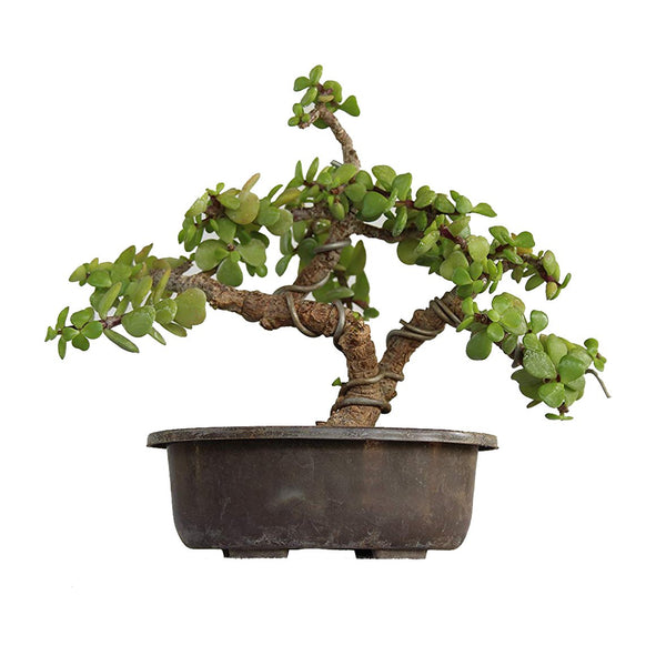Green Paradise Bonsai Jade Goodluck Tree 2 years old With Pot (Live Plant)