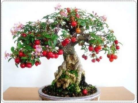 Bonsai Japanese Cherry Blossom Bonsai Tree Malpighia punicifolia, Dwarf Barbados Cherry bonsai live tree