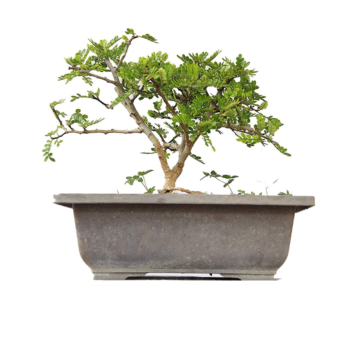 Bonsai Lero Lero Chinese Pepper Bonsai Tree With Pot (Live Plant)