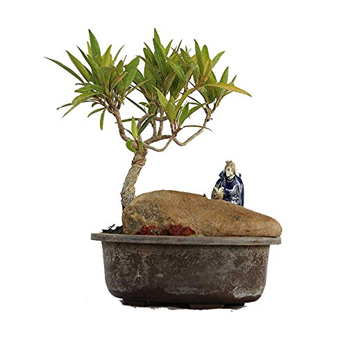 Nerifolia Ficus Mame Bonsai With Pot