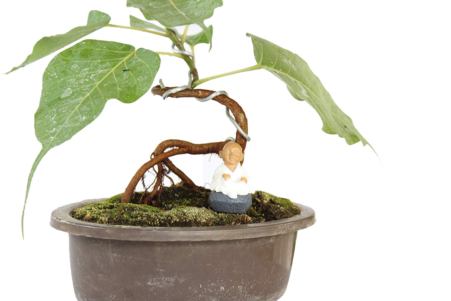 Bonsai Tree Ficus Religiosa With Pot (Live Plant)