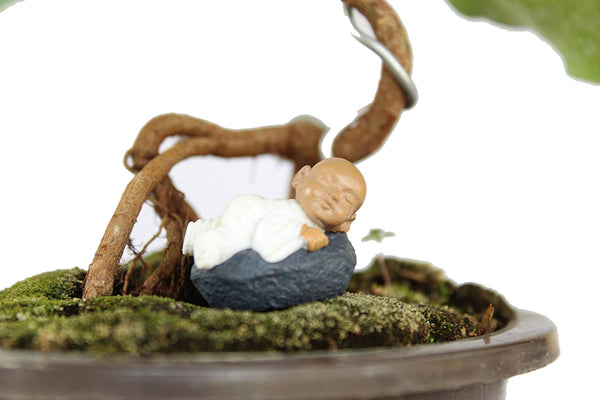 Bonsai Tree Ficus Religiosa With Pot (Live Plant)