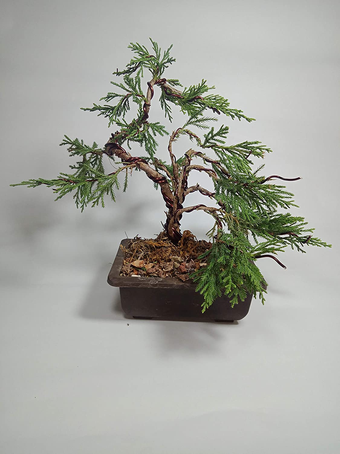 Chinensis Juniper Live Plant Sapling for Bonsai Trainning