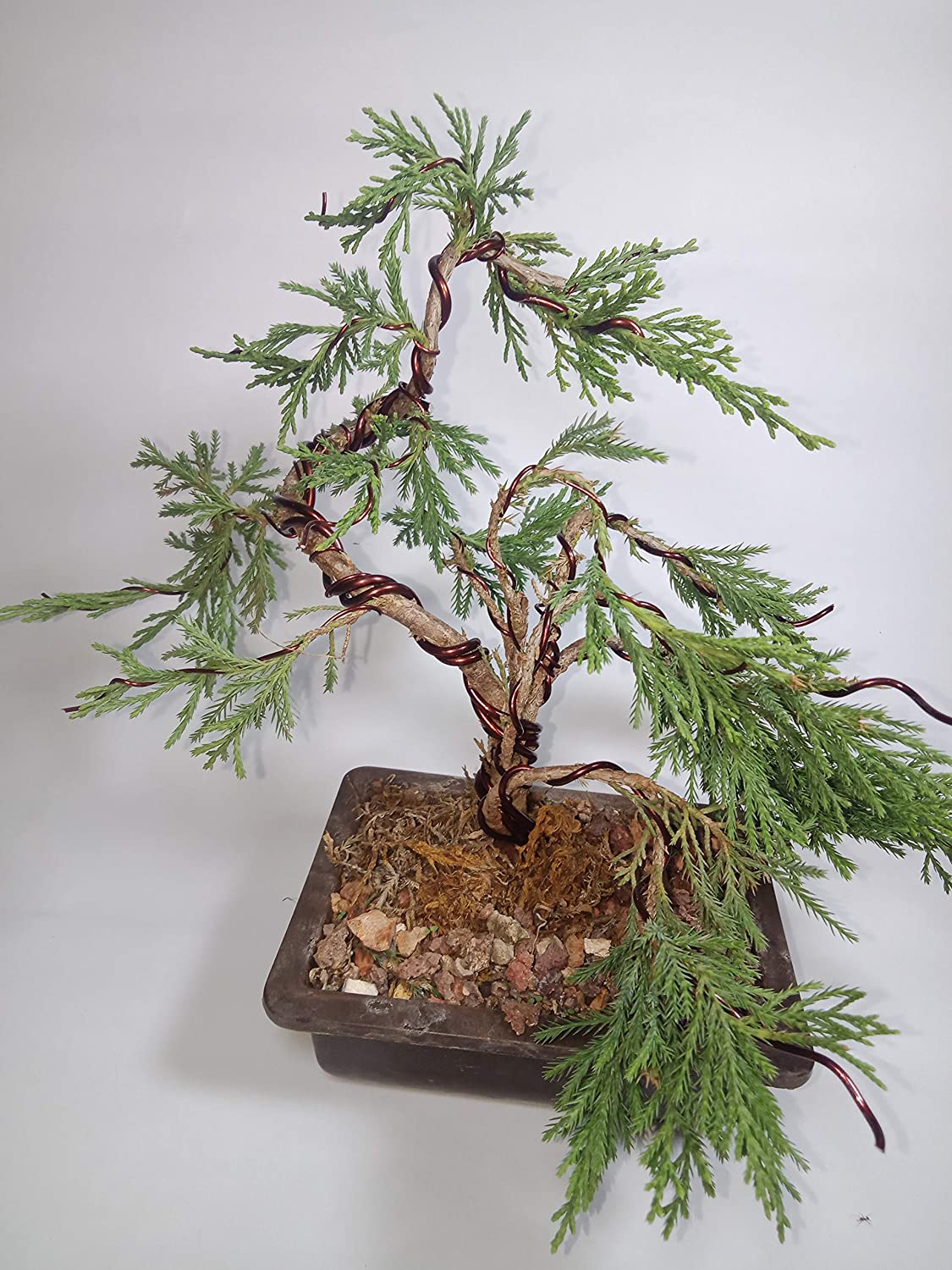 Chinensis Juniper Live Plant Sapling for Bonsai Trainning