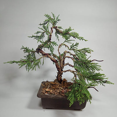 Chinensis Juniper Live Plant Sapling for Bonsai Trainning