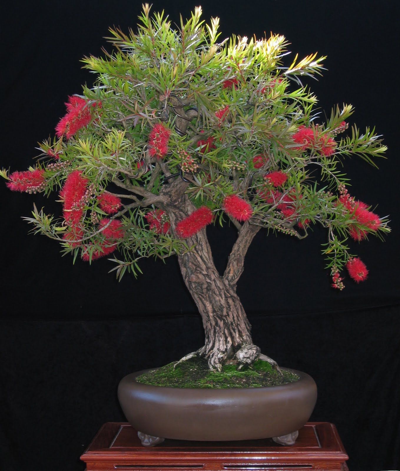Bottle Brush (melalueca) Sapling Plant