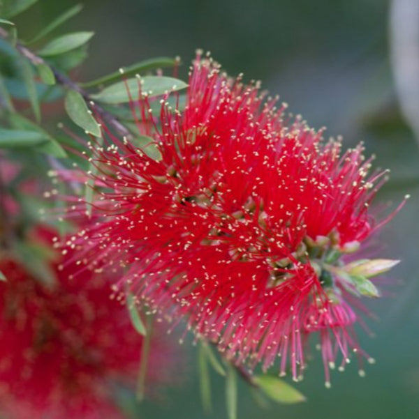 Bottle Brush (melalueca) Sapling Plant