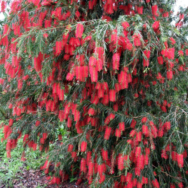 Bottle Brush (melalueca) Sapling Plant
