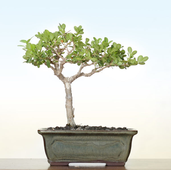 Green Paradise® BUXUS Microphylla Live  boxwood bonsai tree