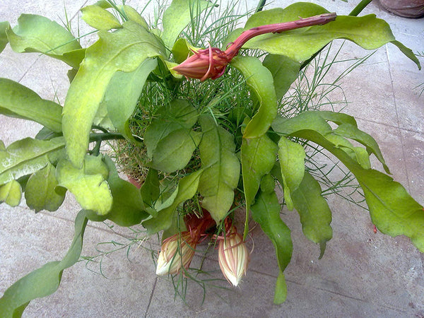 Green Paradise brahma Kamal Plant