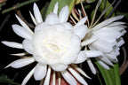 Green Paradise brahma Kamal Plant