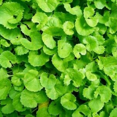 Brahmi Live Plant