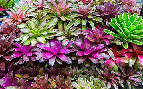 Bromeliad Plant Guzmania Terrarium Exotic Tropical Red Flower Tropical Live Plant