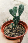 Bunny Ear Cactus with Pot