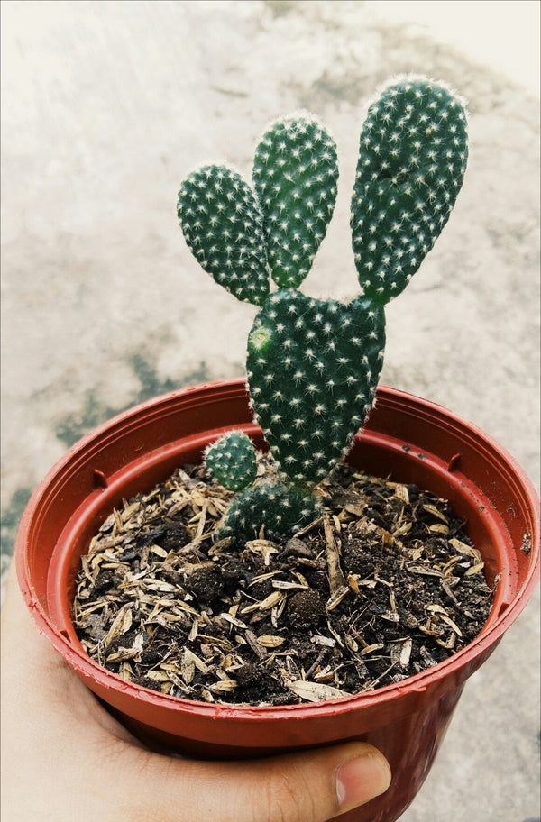 Bunny Ear Cactus with Pot