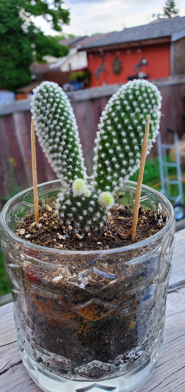 Bunny Ear Cactus with Pot
