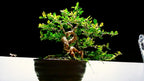 Feronalia Lucida Mini Wood Apple Pre Bonsai Mature Sapling Plant for Bonsai